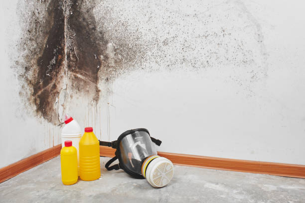 Best White Mold Remediation in Westerville, OH