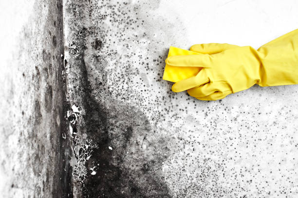 Best Bathroom Mold Remediation in Westerville, OH