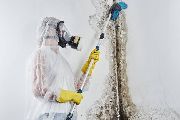 Best Basement Mold Remediation in Westerville, OH