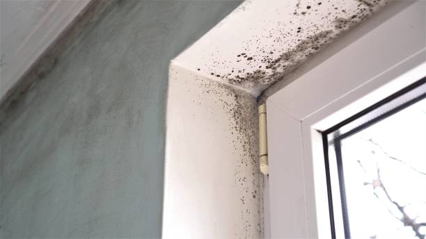 Best Health and Safety Mold Remediation in Westerville, OH