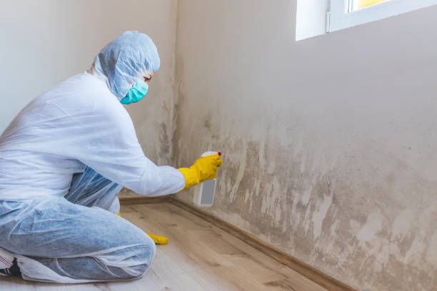 Trusted Westerville, OH Mold Remediation Experts