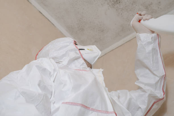 Best Attic Mold Remediation in Westerville, OH