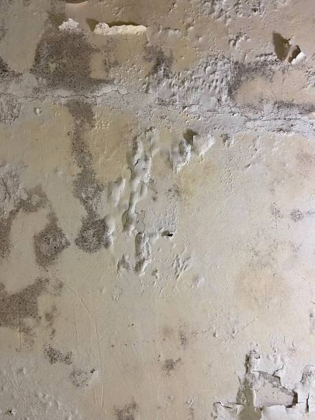 Best Kitchen Mold Remediation in Westerville, OH