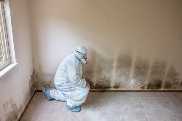 Best Crawl Space Mold Remediation in Westerville, OH
