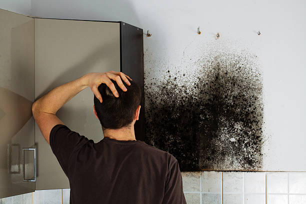 Best Crawl Space Mold Remediation in Westerville, OH