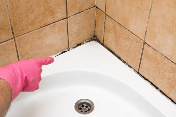 Professional Mold Remediation in Westerville, OH